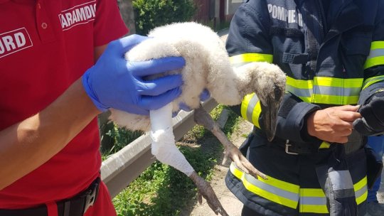 Pui de barză căzut din cuib, salvat de pompieri (VIDEO)
