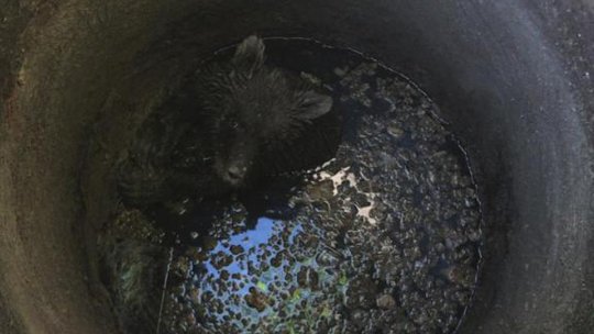 Pui de urs căzut într-un canal, la Predeal (VIDEO)