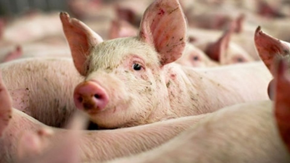 Carnea de porc s-ar putea scumpi, din nou (AUDIO)