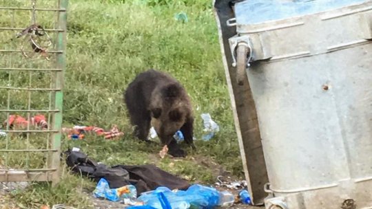 Populația estimată a urșilor, de cinci ori mai mare decât cea optimă. Tot mai mulți urși își fac apariția la Râșnov