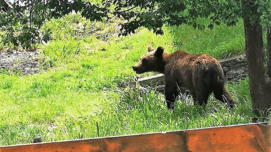 Asociațiile pentru protecția animalelor au obiecții la actul normativ care prevede împușcarea urșilor