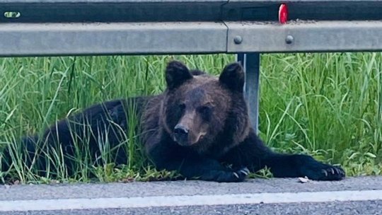 Guvernul a aprobat metodele de intervenţie în cazul urșilor. Strategia de control a populației de urși, în pregătire