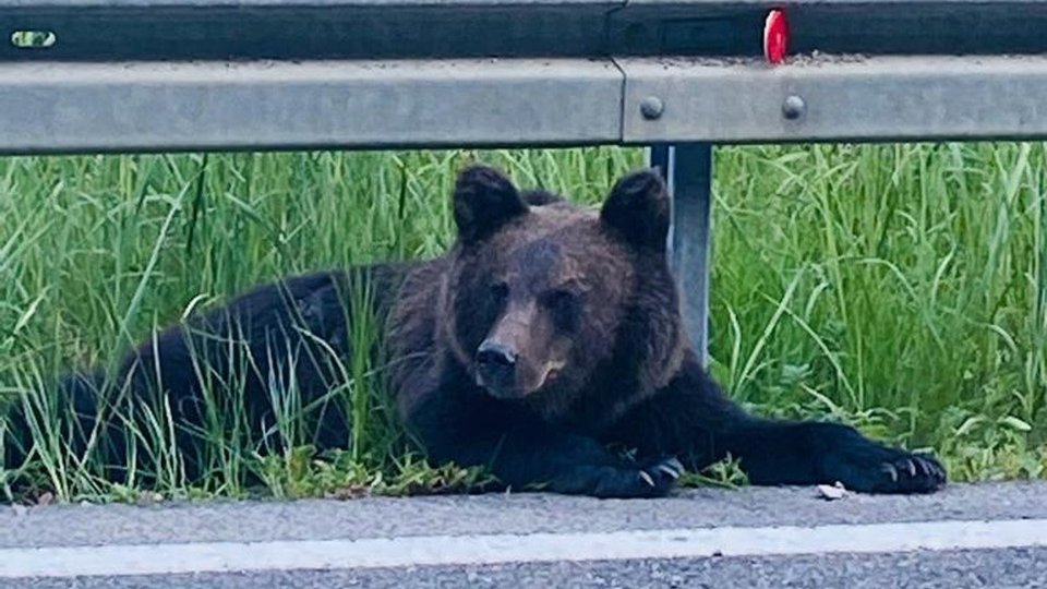 Guvernul a aprobat metodele de intervenţie în cazul urșilor. Strategia de control a populației de urși, în pregătire