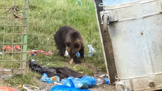 Ordonanţa de urgenţă privind protecţia împotriva urşilor se va aplica atunci când aceştia intră în localităţi
