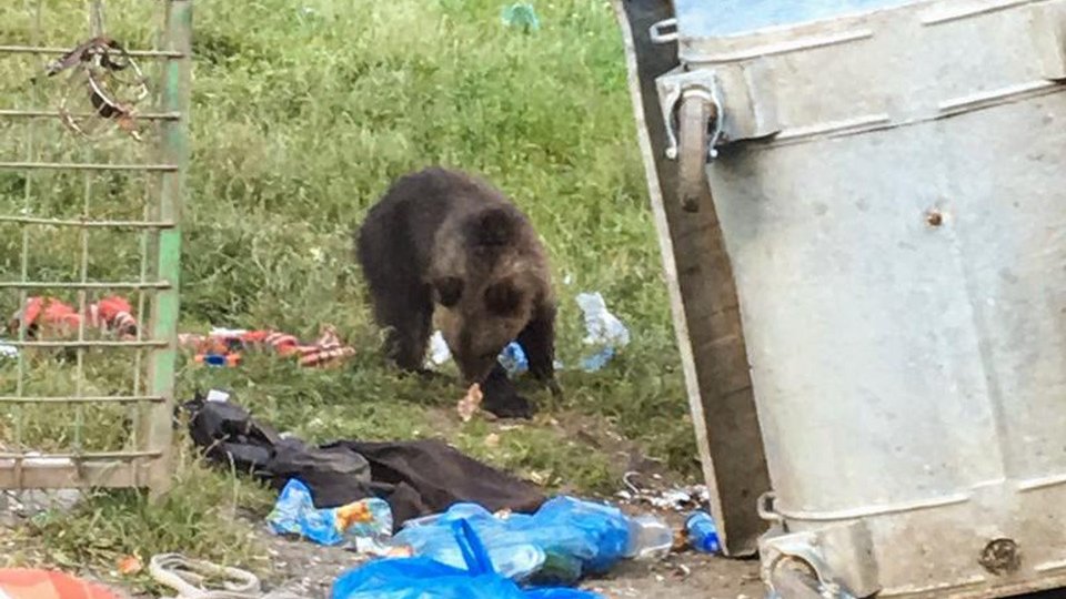 Ordonanţa de urgenţă privind protecţia împotriva urşilor se va aplica atunci când aceştia intră în localităţi