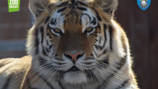 Ziua Internațională a Tigrului, la Zoo Brașov