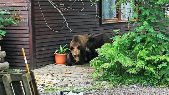 Proiecte pe bani europeni pentru protejarea populației în problema urșilor care ajung în zonele locuite