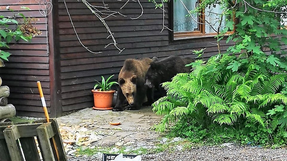 Proiecte pe bani europeni pentru protejarea populației în problema urșilor care ajung în zonele locuite