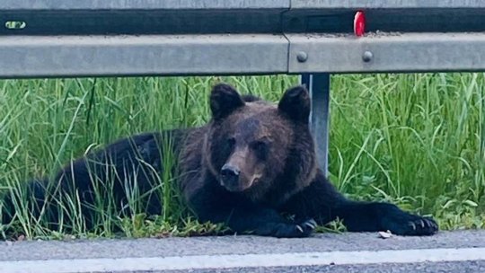 Proiect de 11 milioane de euro pentru estimarea populației de urs brun