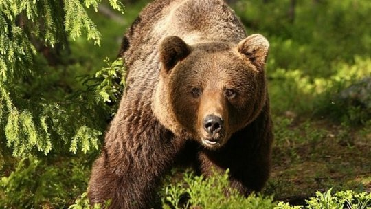 Bărbat atacat de urs, sâmbătă, în Harghita. Al treilea atac în ultimele săptămâni