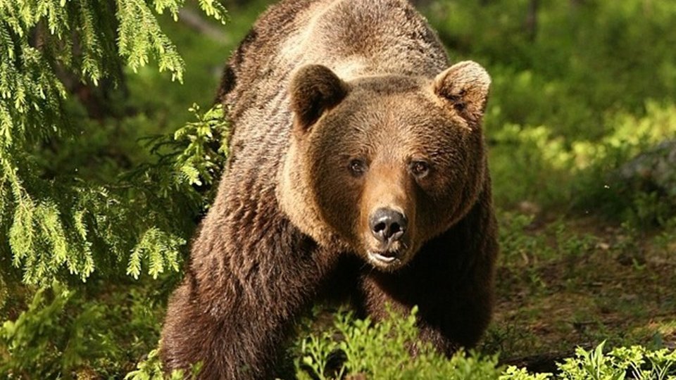 Bărbat atacat de urs, sâmbătă, în Harghita. Al treilea atac în ultimele săptămâni