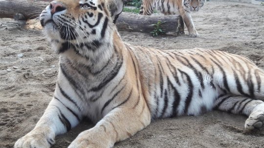 "Dialoguri cu îngrijitorii", zilnic, la Zoo Brașov. Este singurul Parc Zoologic din țară care oferă un modul de educație privind animalele sălbatice (AUDIO)