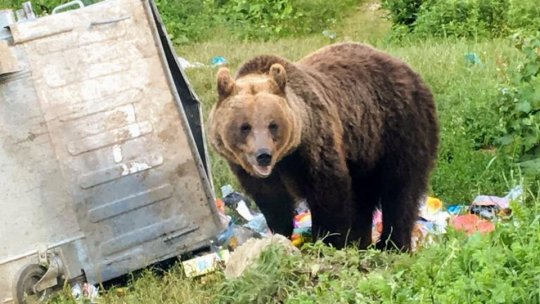 Ordonanţa care permite împuşcarea urşilor agresivi va intra, luni, în procedură de avizare ministerială