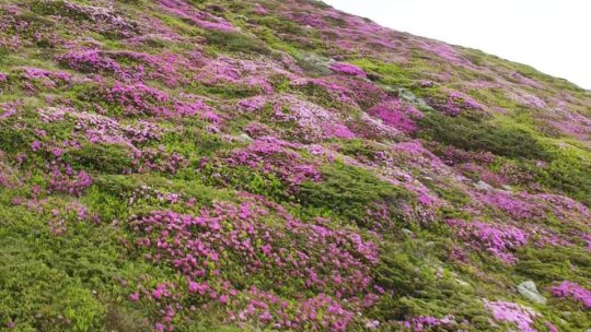 Spectacol de culoare, în Munții Bucegi! A înflorit bujorul de munte