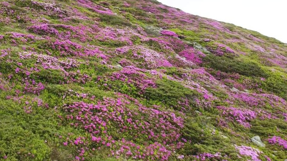 Spectacol de culoare, în Munții Bucegi! A înflorit bujorul de munte