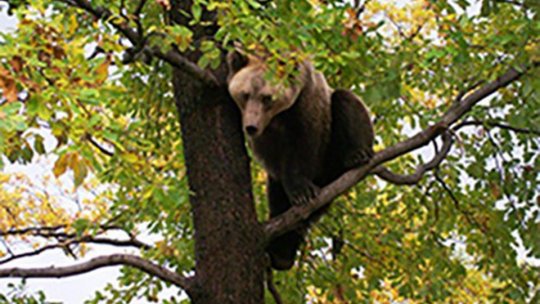 Ordonanţa privind împuşcarea sau eutanasierea urşilor care pun în pericol viaţa şi siguranţa oamenilor ar putea fi adoptată săptămâna viitoare