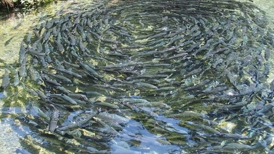 Prejmerul va scoate singurii specialiști în piscicultură din țară. Înscrierile pentru învățământul profesional și dual se fac până în 14 iulie (AUDIO)