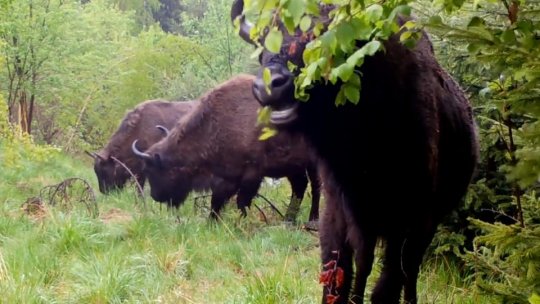 Încă 21 de zimbri, eliberați în Munții Făgăraș, în weekend (AUDIO / VIDEO)