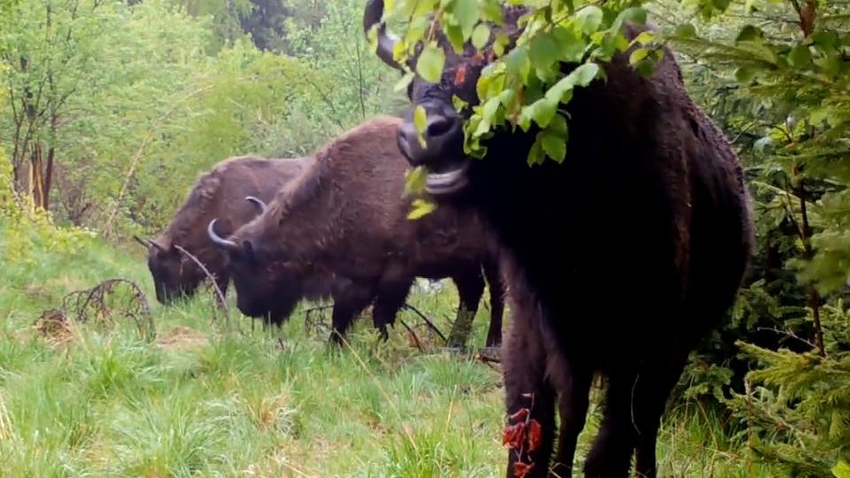 Încă 21 de zimbri, eliberați în Munții Făgăraș, în weekend (AUDIO / VIDEO)