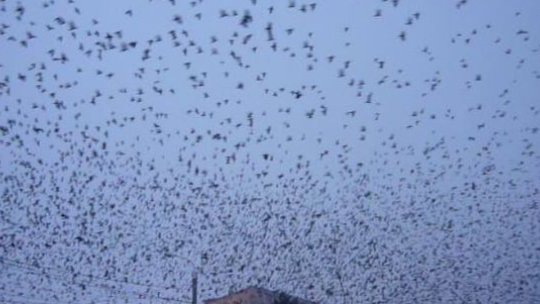 Autoritățile caută soluții pentru a rezolva problema ciorilor, la Brașov