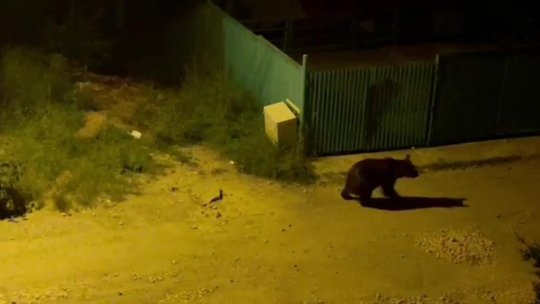 Un urs rănit se plimbă pe o stradă din Predeal (AUDIO / VIDEO)