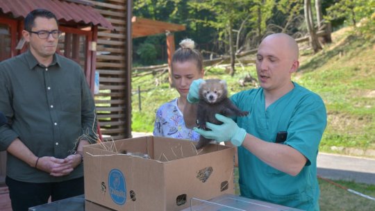 Premieră națională la Zoo Brașov: 2 pui de panda roșu, născuți în captivitate (AUDIO)