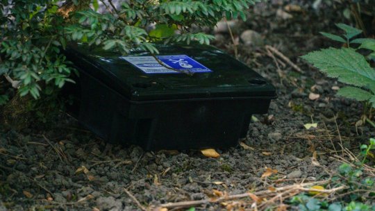 Atenție, brașoveni! A început a doua etapă de deratizare a domeniului public, din oraș