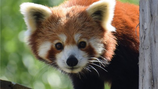 Singura familie de panda roșu din România vă așteaptă la Zoo Brașov, marți