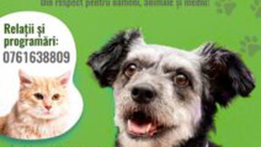 Campanie de sterilizare gratuită a câinilor și pisicilor din Făgăraș
