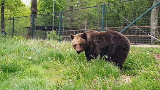 Concert la pian printre urșii din Sanctuarul Libearty Zărnești