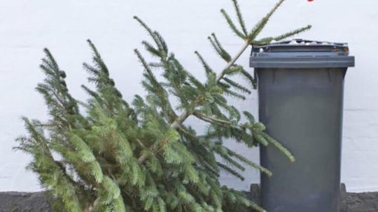 A început operațiunea de colectare a brazilor de Crăciun