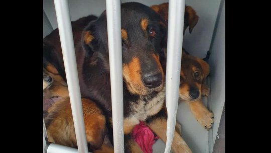 Aproape 700 de câini fără stăpân au ajuns la adăpostul din Stupini în 2021