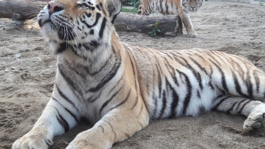 Cum afectează temperaturile din ultimele zile animalele de la Zoo Brașov