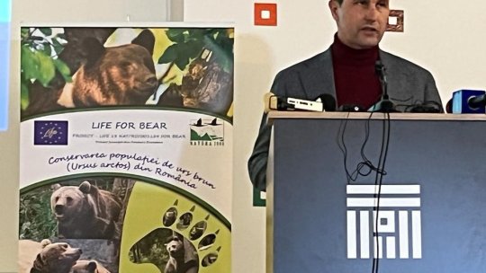 Prea mulți urși, spune ministrul Mediului. Un urs pe 1 km², în zona Brașov-Valea Prahovei