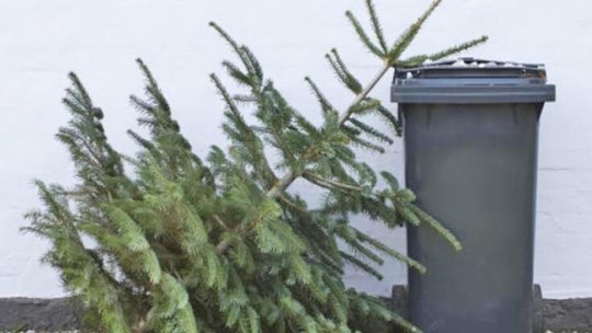 BRAȘOV. Începe colectarea brazilor de Crăciun de la populație