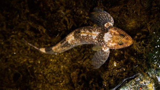 Cea mai veche specie de pește din Europa se găsește în România