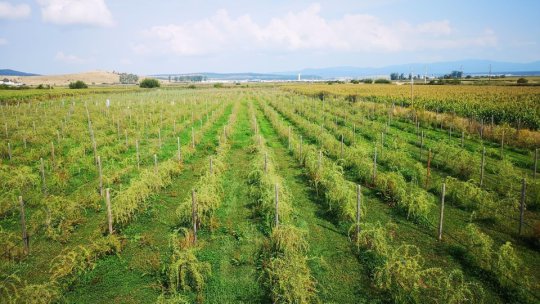 Investiție în sănătate. Plantație ecologică de goji, la Codlea