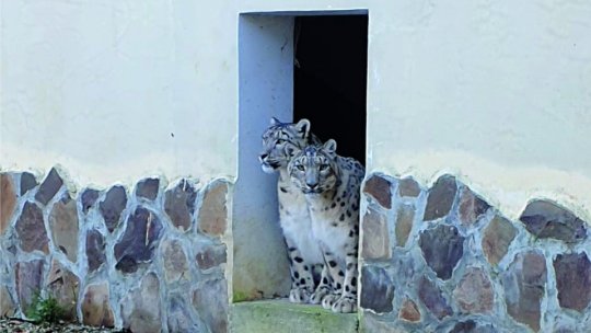 Hai la Zoo să îl cunoști pe Leopardul Zăpezii!