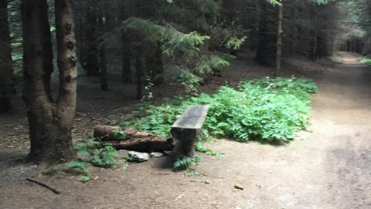 "Pădurile Brașovului - descoperă locul tău în natură!", dezbatere, astăzi, la Brașov