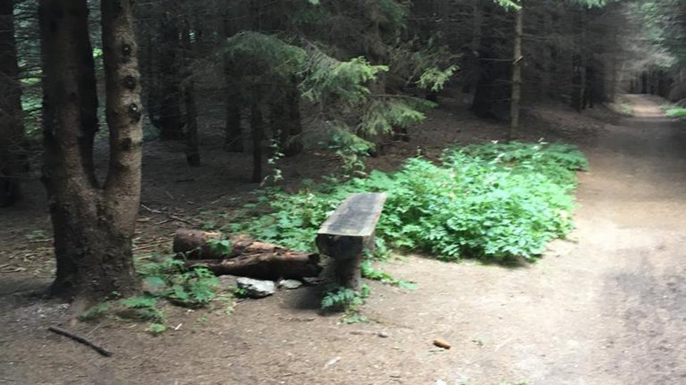 "Pădurile Brașovului - descoperă locul tău în natură!", dezbatere, astăzi, la Brașov