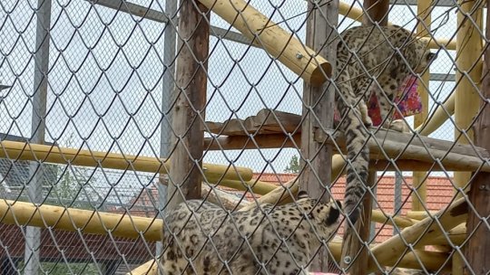 Leopardul Zăpezii, sărbătorit la Zoo Brașov