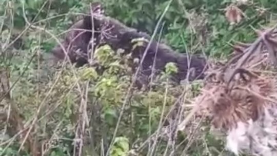 Ursul lovit în weekend de o mașină, la Bunești, se află în stare critică