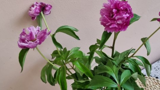 Bujorul a devenit Floarea Națională României