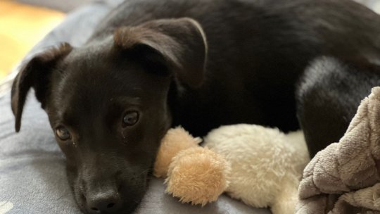 Adăposturile de câini, ocupate la capacitate maximă cu animale abandonate pe străzi