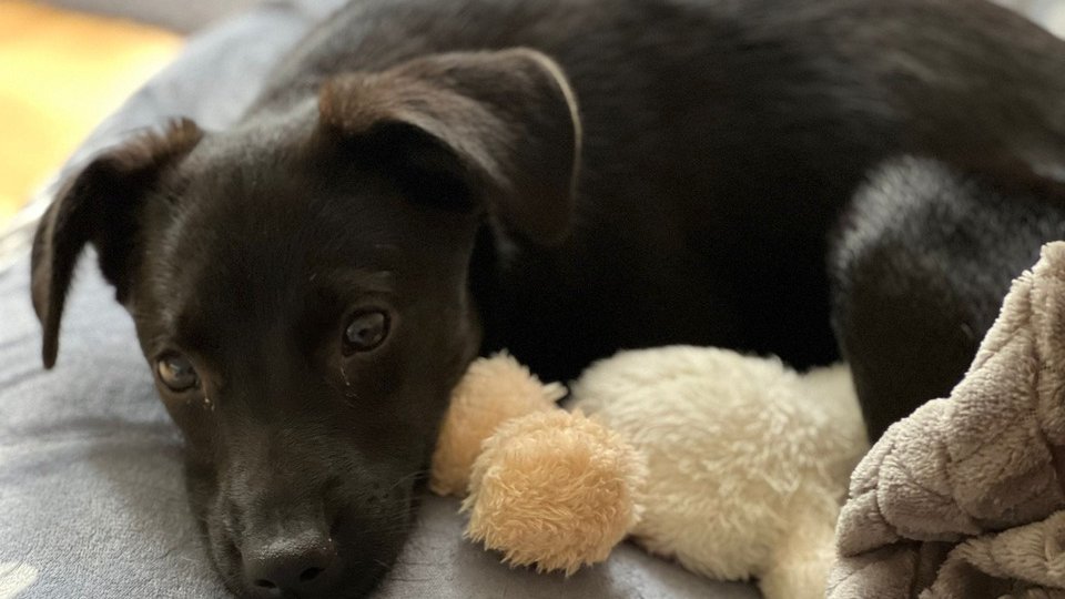 Adăposturile de câini, ocupate la capacitate maximă cu animale abandonate pe străzi
