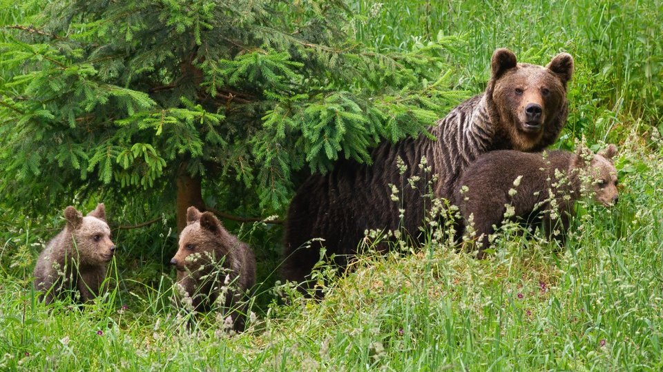 Salvamontiștii brașoveni au mai multe sfaturi pentru cei care întâlnesc animale sălbatice în drumeții