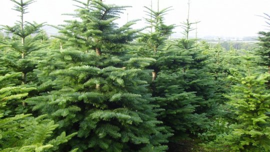 Comercianții de brazi de Crăciun se pot înscrie pentru a-și vinde marfa în piețele brașovene