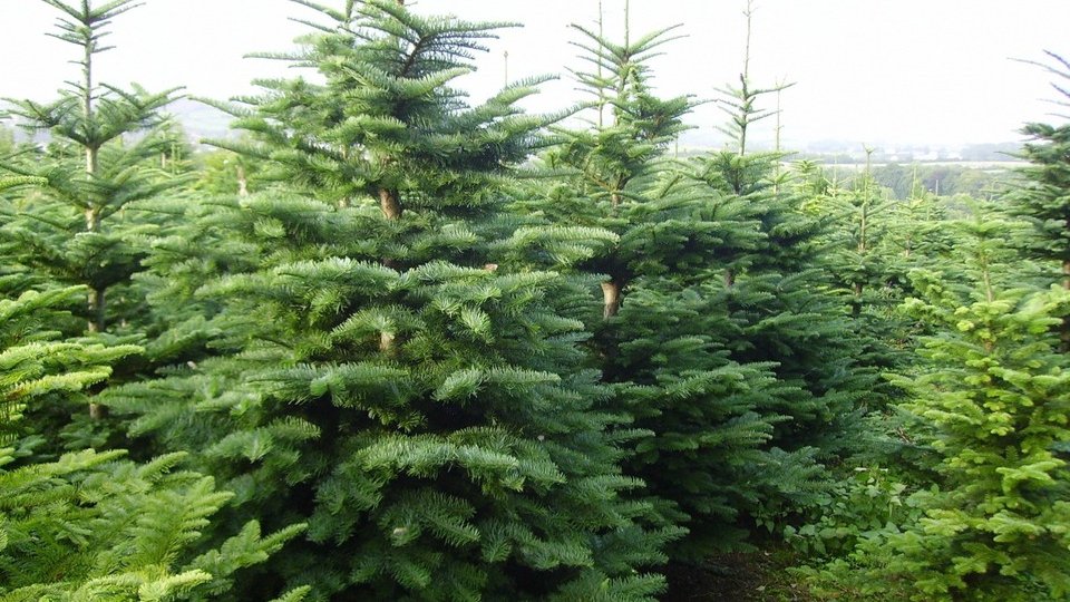 Comercianții de brazi de Crăciun se pot înscrie pentru a-și vinde marfa în piețele brașovene