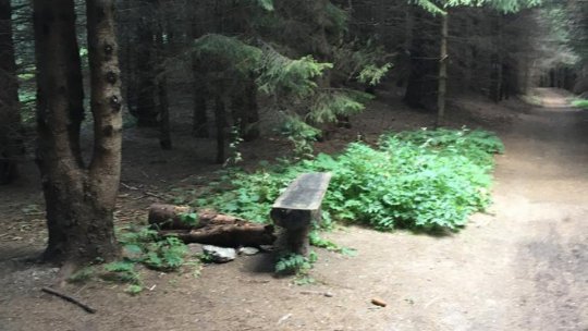 Pădure parc pentru recreere și educatie, în locul ariei naturale protejate Brassovia