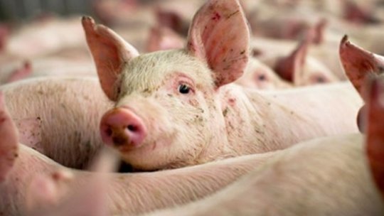 Mare atenție de unde cumpărați carne de porc!